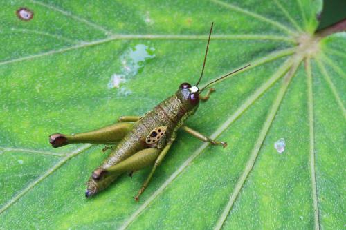 Hippariacris latona